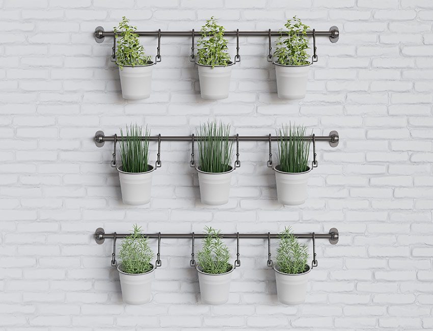 mur plantes aromatiques