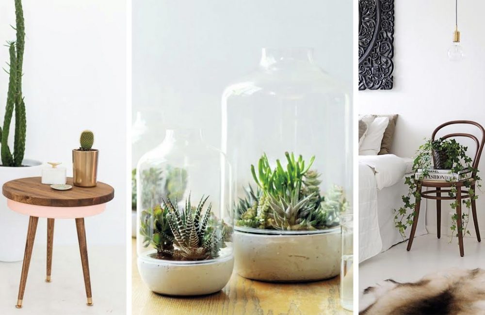 Ces plantes qui font la déco