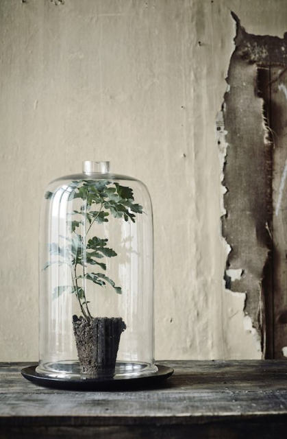cloche