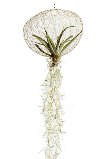 "Air planting", sculpture à suspendre en laiton et fournie avec la plante Tillandsia, Fleux. 46,90 euros.