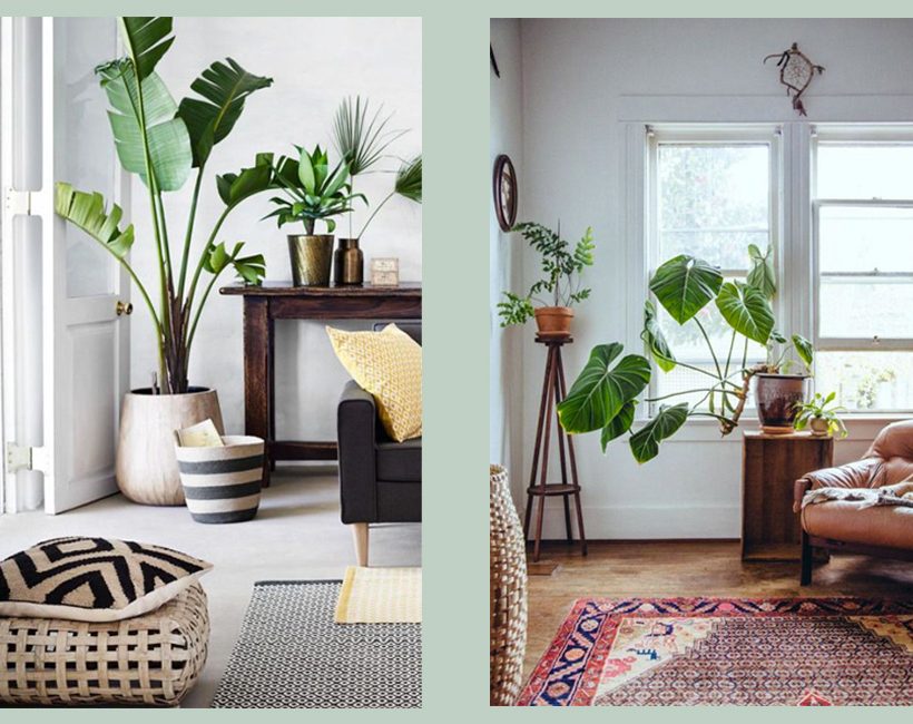 Pinterest: intégrer les grandes plantes dans la déco