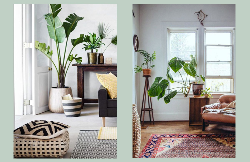 Pinterest: intégrer les grandes plantes dans la déco