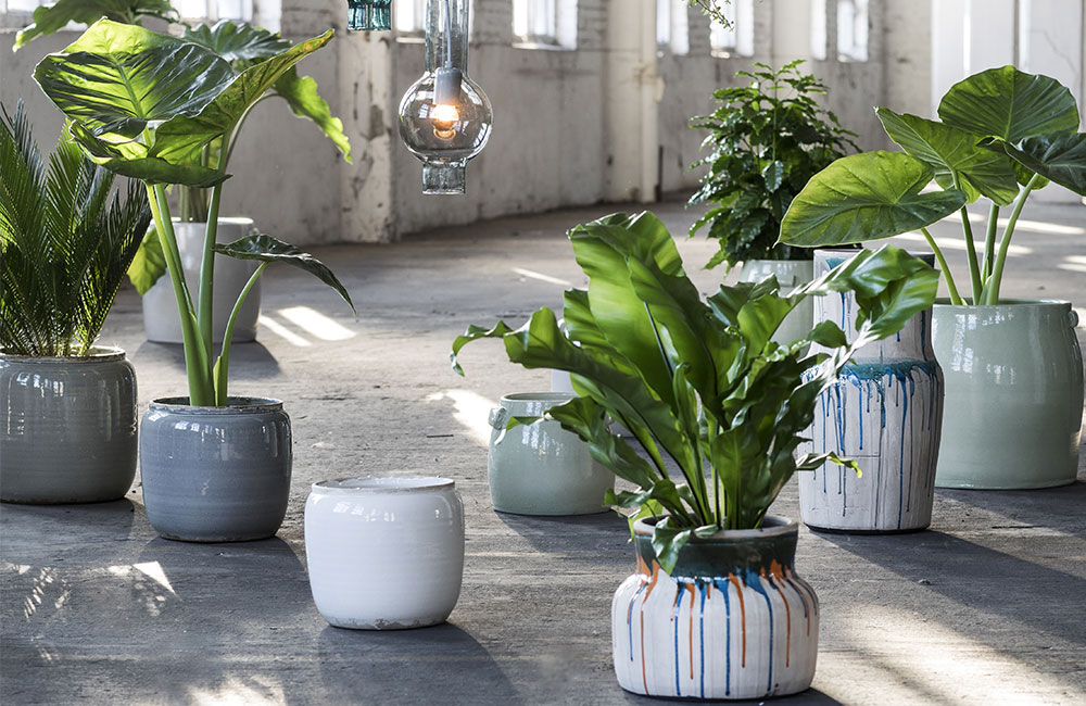 Quelles sont les 5 plantes d’intérieur tendance?