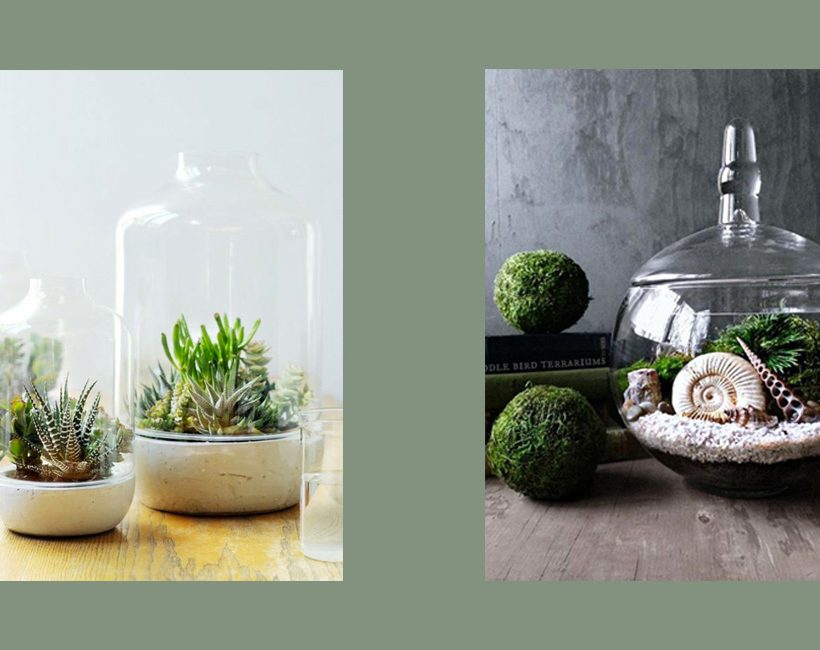 Pinterest: terrariums, la tendance verte