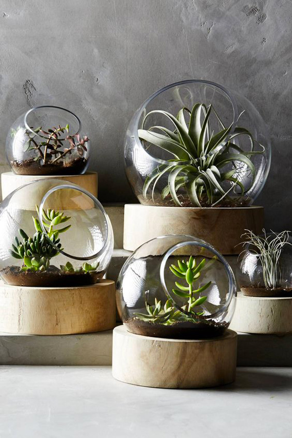 terrarium-2