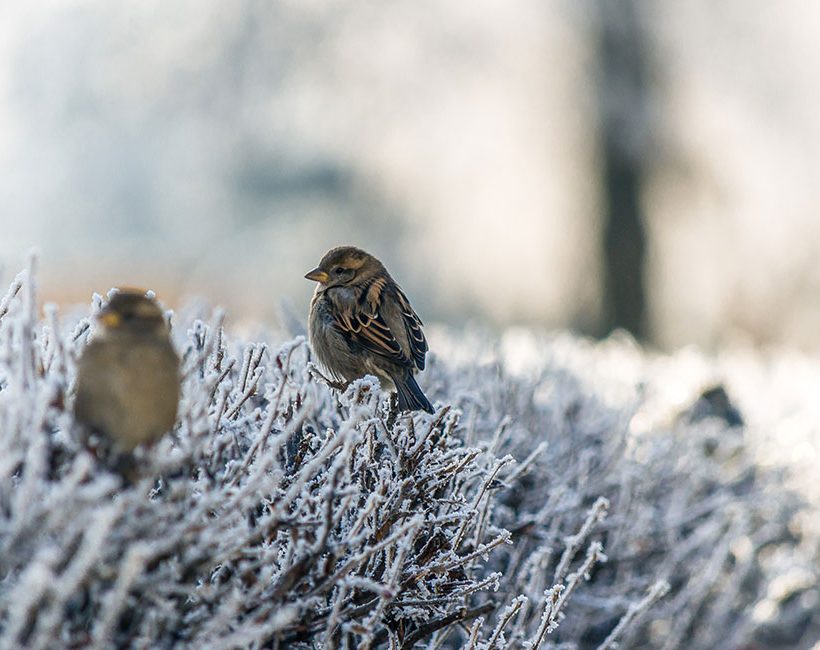 Nos bonnes astuces pour protéger les oiseaux en hiver