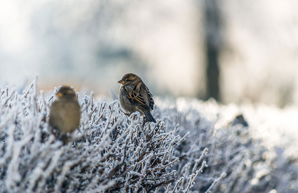 Nos bonnes astuces pour protéger les oiseaux en hiver