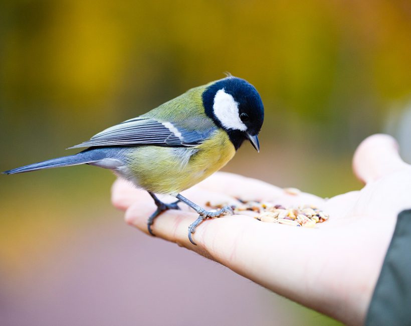 N’oubliez pas les oiseaux cet été