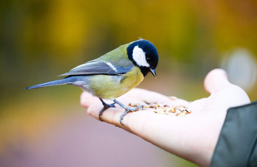 N’oubliez pas les oiseaux cet été