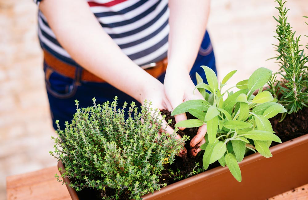 Faire Pousser Des Legumes Sur Un Balcon Faire Pousser Des Legumes Sur Un Balcon