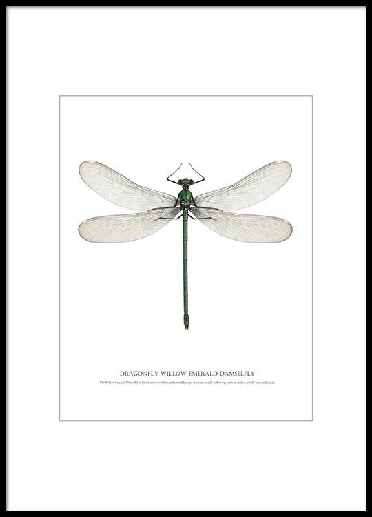 Poster 'Dragonfly White'