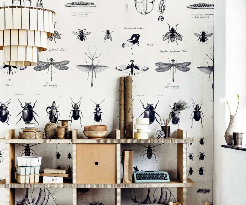 Tendance cabinet de curiosité : des insectes dans la déco