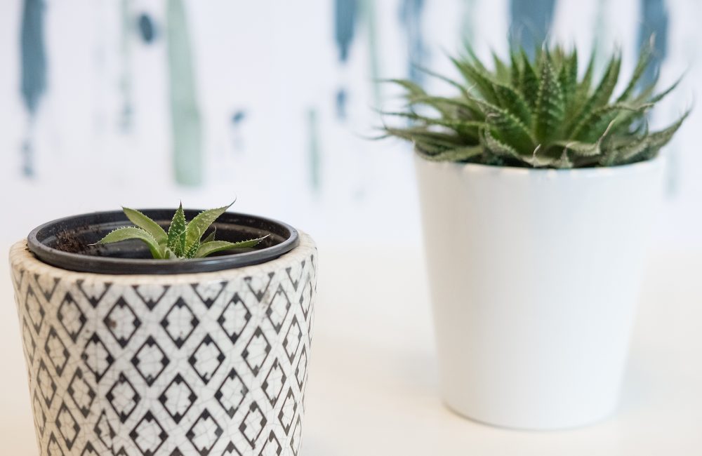 Comment bouturer les plantes vertes les plus tendance?