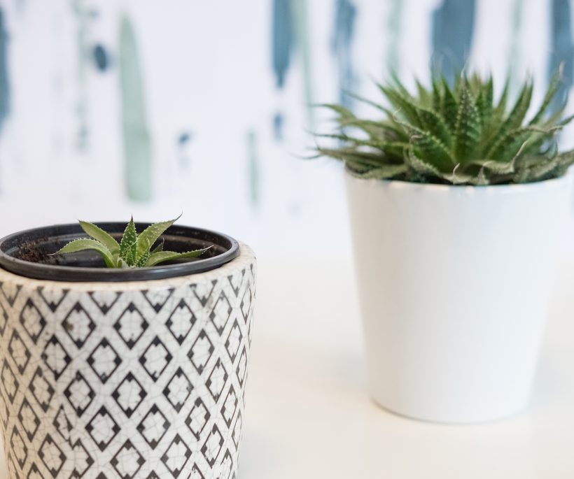 Comment bouturer les plantes vertes les plus tendance?