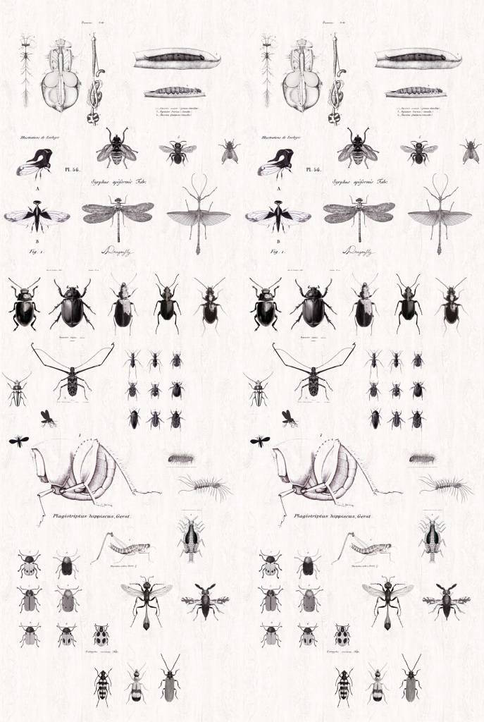 Papier peint Insectes