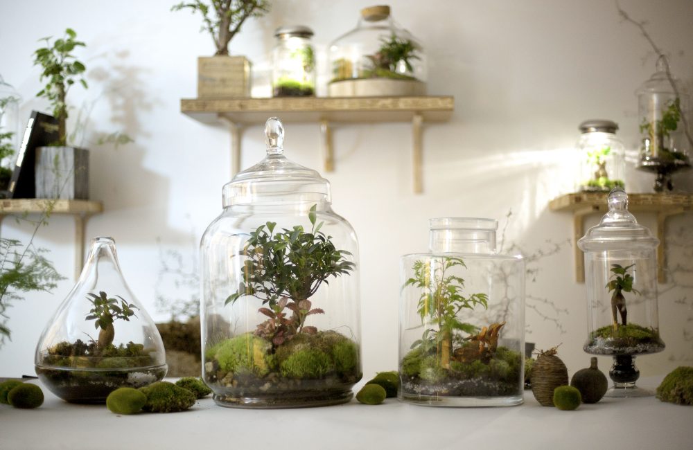 4 questions à La Fleurerie sur la tendance terrarium