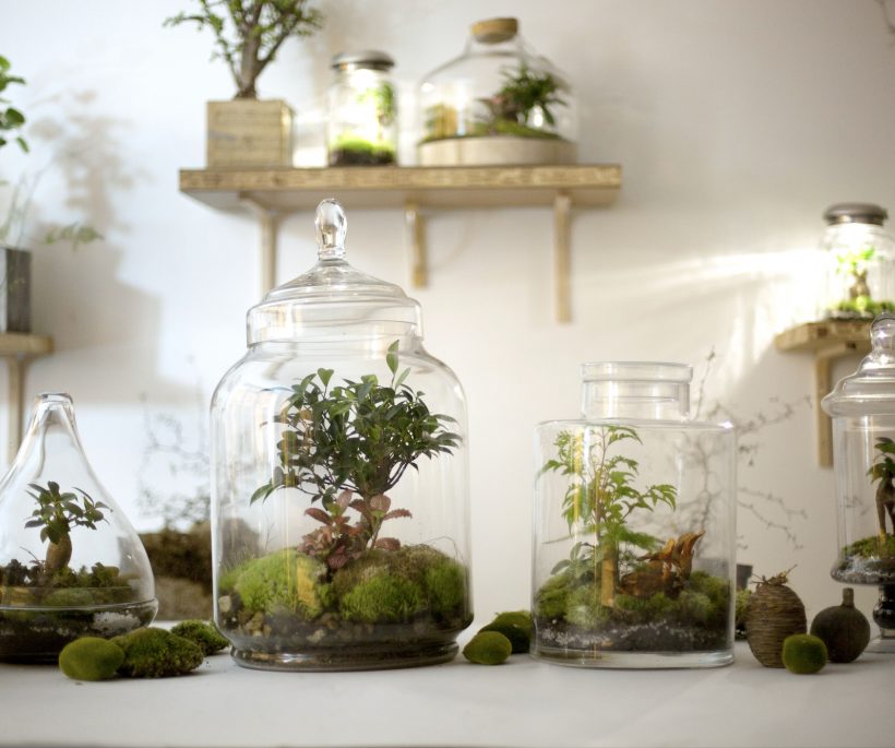 4 questions à La Fleurerie sur la tendance terrarium