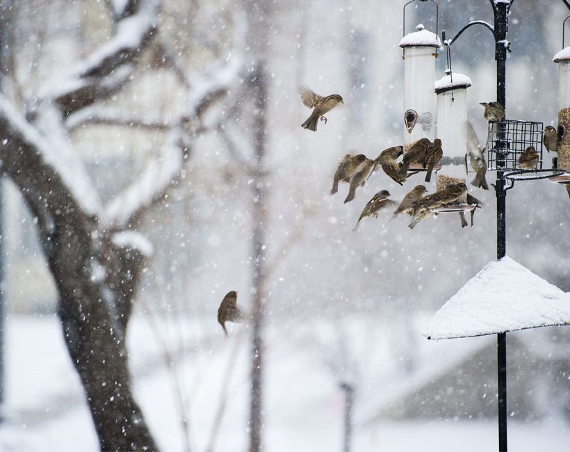 Comment aider les oiseaux avec l’arrivée du froid ?