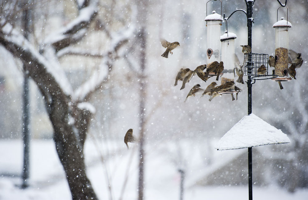 Comment aider les oiseaux avec l’arrivée du froid ?