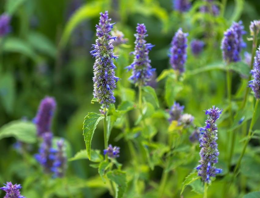 fleurs agastache 