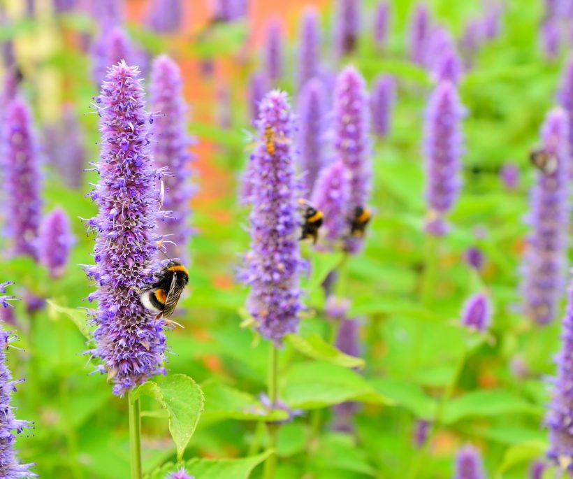 Décryptage d’une plante méconnue: l’agastache