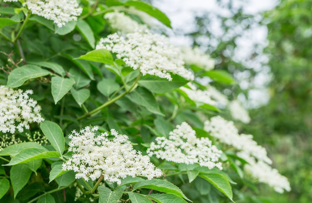 Décryptage d'une plante méconnue : la fleur de sureau - Déco Idées