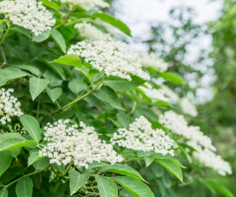 Décryptage d’une plante méconnue : la fleur de sureau