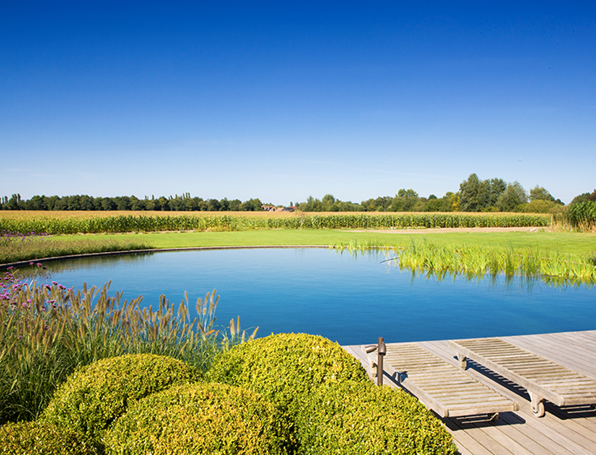 Jardin: la piscine naturelle et l'étang de baignade