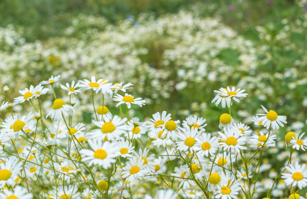 Décryptage d’une fleur champêtre : la camomille romaine