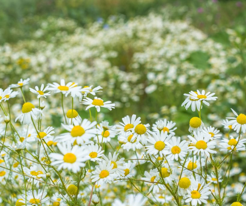 Décryptage d’une fleur champêtre : la camomille romaine