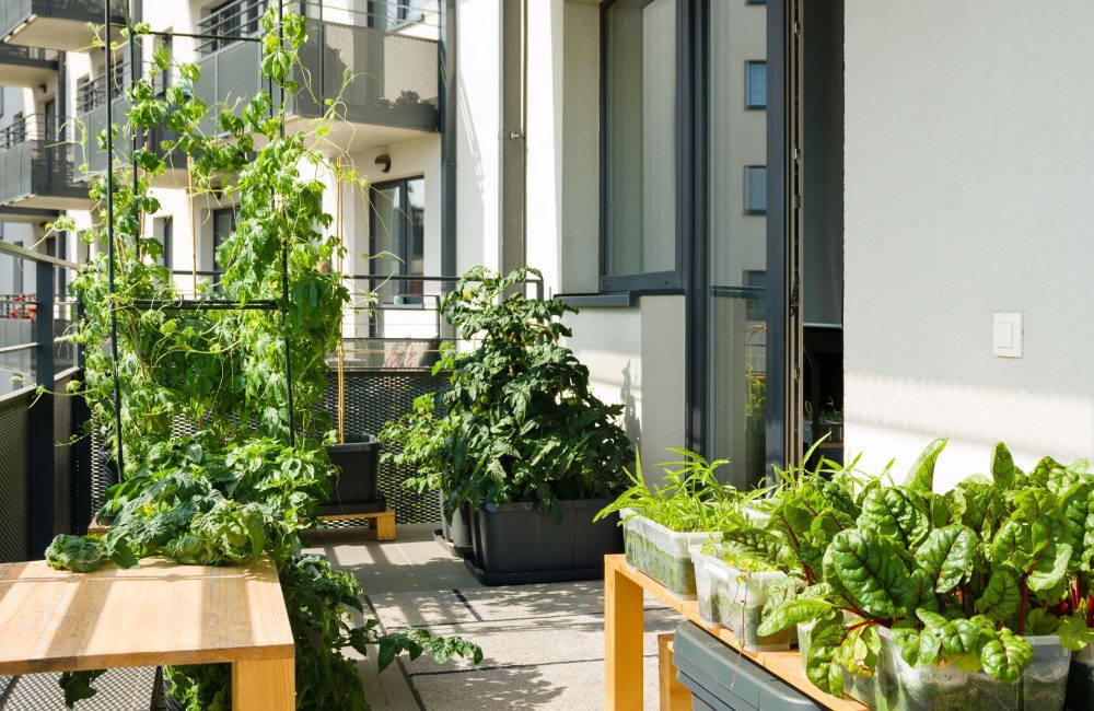 Comment cultiver des légumes sur un balcon?
