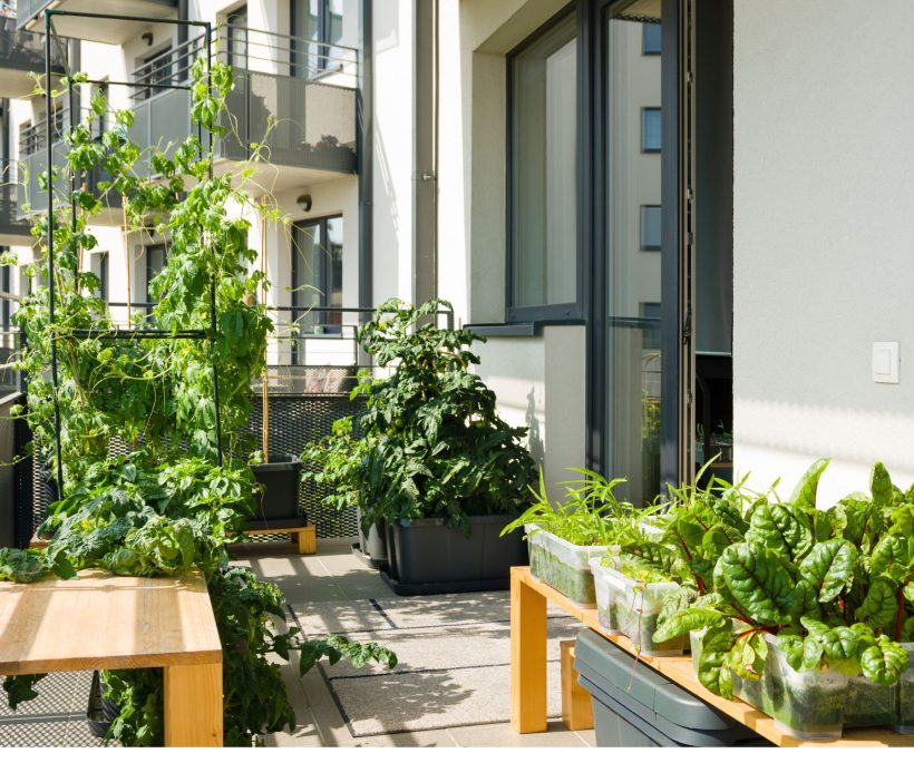 Comment cultiver des légumes sur un balcon?