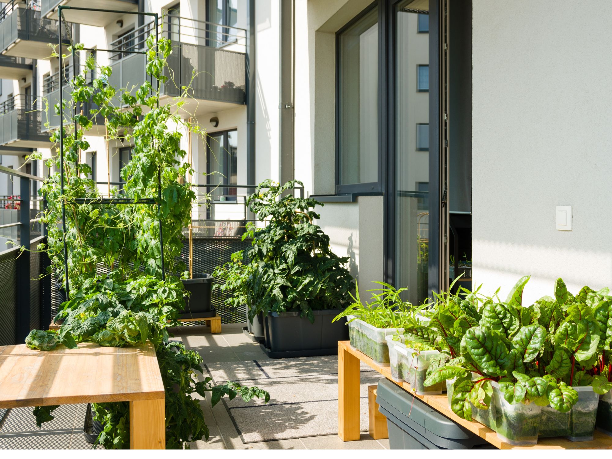 Comment cultiver des légumes sur un balcon?