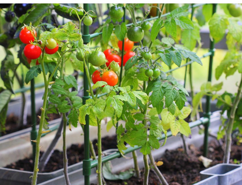 Des tomates sont cultivées dans des jardinières. © Shutterstock