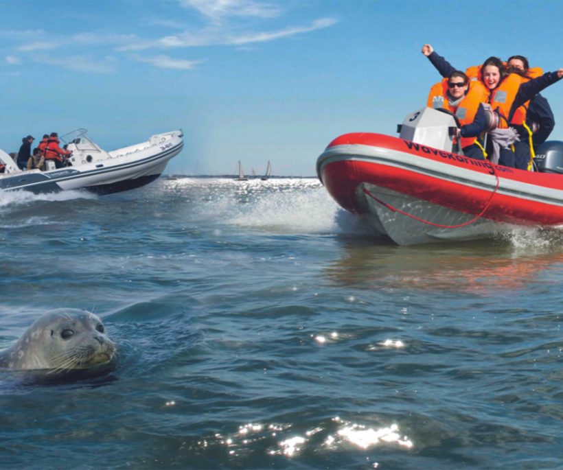 Activité de vacances : vivez un safari aux phoques avec Knokke Boat